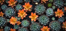  A Group Of Succulents With Orange And Green Leaves In A Planter Filled With Green And Orange Succulents In The Center Of The Succulents Of The Succulents.