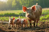 Fototapeta Zwierzęta - Sow with piglets in farm Generative AI