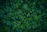 Fototapeta Las - Drone view, environment or sustainability mockup of forrest for background, wallpaper and design. Green beauty, lush and natural backdrop with copyspace for ecology, eco friendly or carbon footprint