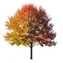 Wall Mural - isolated autumn tree with vibrant leaves