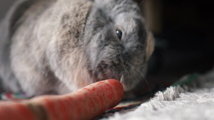 Wall Mural - Little fluffy grey handmade rabbit eating ripe fresh carrot on the floor, close up. Hungry rabbit eating organic food. 