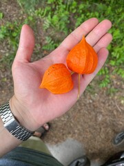 hands holding a physalis