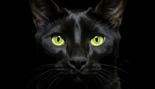 Elegant Oriental Black Cat With Green Eyes On Black Background