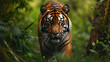 Portrait of a tiger stalking