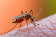 Mosquito suck human blood on human skin