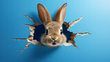Fototapeta  -  brown rabbit with fluffy ears peeking out of hole in blue wall; torn out hole 