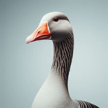 Full Body View Of Greylag Goose Alone