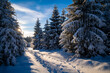 Winter wonderland scenery in Willingen, Upland Germany. Idyllic hiking track or forest path with traces in snow covered forest of pine trees near popular Ettelberg mountain. Warming light from low sun