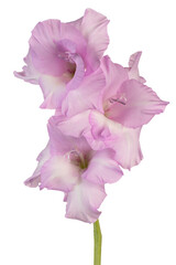 Wall Mural - gladioli flower
