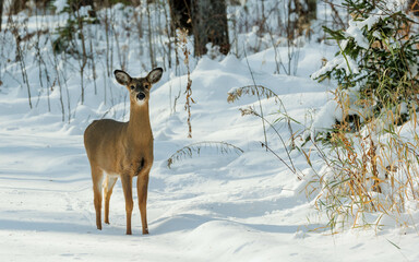 Wall Mural - white tailed deer doe in winter snow