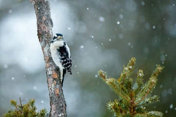 Wall Mural - Downy woodpecker on tree in snow storm