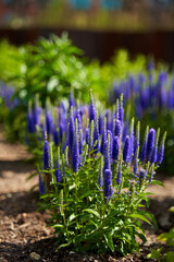 Wall Mural - Stems with beautiful purple flowers grow in a flower bed in the park.