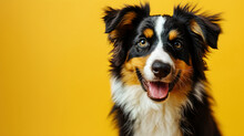 Border Collie Isolated On Yellow Background With Copy Space. Close Up Portrait Of Happy Smiling Sheepdog Dog Face Head Looking At Camera. Banner For Pet Shop. Pet Care And Animals Concept For Ads Card