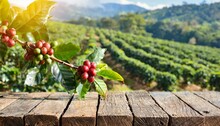 base de madeira com frutas e folhas de café em destaque, em frente a um produtivo cafezal, agricultura