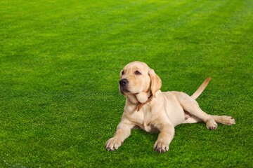 Wall Mural - Beautiful domestic dog sits in the grass for a walk