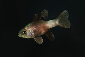 Wall Mural - Black Cardinalfish (Apogonichthyoides melas) from Indo pacific ocean