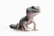 Gecko Lizard Isolated On Solid White Background. Ai Generative