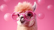 The fluffy alpaca in big pink glasses close up a fullface on a pink background among spheres from chewing gum.