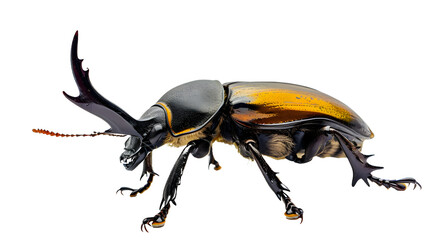 Close-Up of Beetle on White Background