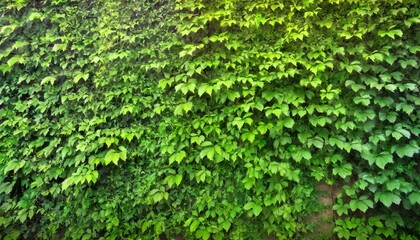 Wall Mural - green ivy on wall