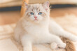 Mały kot rasy ragdoll. Kocię ragdoll. Mały kot. Mały kotek. Młody kot rasowy. Rasowe koty. Młody biały szary kot. Kot z niebieskimi oczami. Niebieskie oczy u kota. 