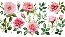 Watercolor Arrangements With Garden Roses Collection Pink Flowers Leaves Branches Botanic Illustration Isolated On White Background