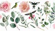 botanic watercolor set with flowers and birds leaves eucalyptus pink roses butterfly and hummingbird