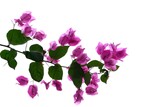 Fototapeta Tulipany - A bouquet of sweet pink Bougainvillea  flower blossom with green leaves on white isolated background