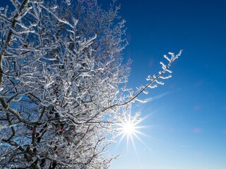 Canvas Print - Winter landscape with snow-covered trees and plants