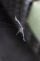 spider in a web