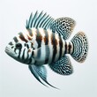 african cichlid fish
