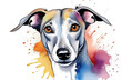 Portrait of a whippet dog, watercolor on a white background, splashes of paint of different colors