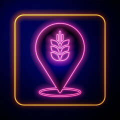 Poster - Glowing neon Cereals set with rice, wheat, corn, oats, rye, barley icon isolated on black background. Ears of wheat bread symbols. Vector