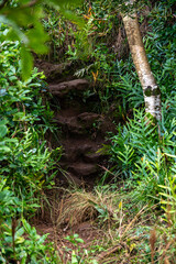 Poster - trees in a forest of hawaii 