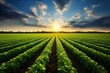 A sunlit field of growing crops symbolizing agriculture and the provision of sustenance. Generative AI