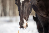Fototapeta Konie - Horse in winter. Horse's muzzle in the snow. Detail, background