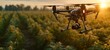 Drone flying over a large outdoor hemp field, equipped with advanced sensors and cameras, providing real-time data to farmers for better crop management and monitoring of legally cultivated hemp.