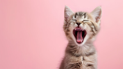 Poster - kitty portrait on pink background