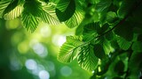 Green leaves on elm tree. Nature spring and summer background.
