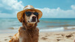Cool Dog Sporting Hat and Sunglasses on the Beach