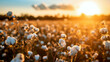 cotton field at sunset with golden light