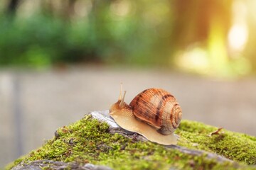 Snail crawling on moss green blurred background,