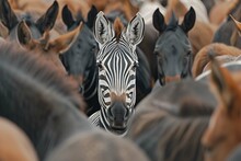 Standing Out From The Crowd Concept With Zebra In Heard Of Horses
