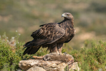 the majestic golden eagle on the stone with her prey	