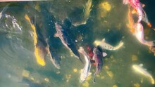 Koi Carp, Japanese Carp In An Artificial Pond. Bright Big Fish In The Lake.