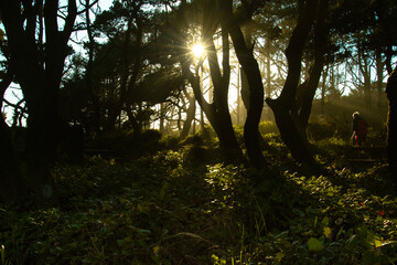 Canvas Print - Afternoon light shines behind the Oregon Trees, with light and shadows interacting with the forest. 