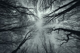 Fototapeta  - Drzewa