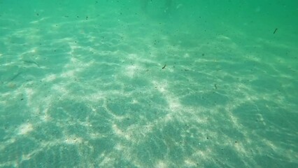 Wall Mural - Reef fish swimming among the rock and coral reef in Red Reef Park in Boca Raton, Florida on a sunny day.