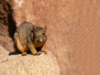 Wall Mural - Red squirrel (Tamiasciurus hudsonicus) in garden at University of Wyoming, Laramie, Wyoming