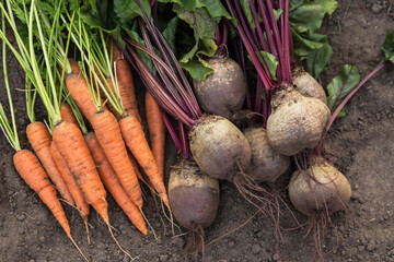 Wall Mural - Bunch of organic freshly harvested beetroot and carrot on soil ground in garden closeup. Autumn harvest of vegetables, farming